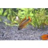 Cichlidka Agassizova Double Red - Apistogramma Agassizzi Double Red