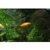 Cichlidka Agassizova Fire red - Apistogramma agassizii fire red samec