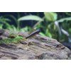 Cichlidka Agassizova - Apistogramma Agassizzi samec