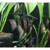 Skalára pinoy black - Pterophyllum scalare pinoy black