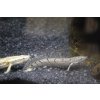 Bichir Delhezi - Polypterus delhezi