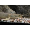 Bichir Lapradei - Polypterus lapradei