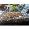 Kreveta molucká - Atyopsis moluccensis