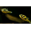 Čtverzubec trpasličí - Carinotetraodon travancoricus