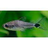 Pancéřníček trpasličí - Corydoras hastatus