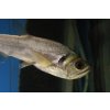 Hydrolycus tatauaia