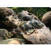 Krunýřovec L103 - Peckoltia vittata L103