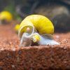 golden apple snail