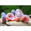 Okružák ploský růžový - Planorbarius corneus pink