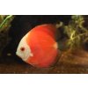 Terčovec Merlboro red - Symphysodon aequifaciatus – Marlboro Red