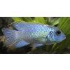 1200px Andinoacara pulcher spec. neonblue