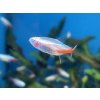 Neonka obecná zlatá - Paracheirodon innesi sp.gold