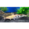 Keříčkovec žabí - Clarias batrachus spotted