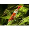 Krevetka Red Rili - Neocaridina davidi Red Rili