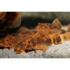 foto ancitrus krasno chernyj lda16 ancistrus dolichopterus 2 3sm smotret 1000x1000w