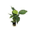 anub.heterophylla1