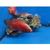 Vrubozubec paví red chilli 5-6cm - Astronotus ocellatus red chilli