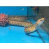 Gymnothorax tile Marble 40cm (sladkovodní muréna)