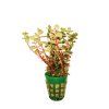 rotala blood red singapore 1