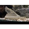 Bichir Lapradei 20cm - Polypterus lapradei 20cm