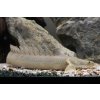 Bichir Lapradei 20cm - Polypterus lapradei 20cm