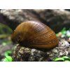 Neritina sp. hnědá helmet - Neritina pulligera brown