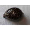 Cypraea Tigris