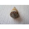 Conus Distans