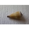 Conus Distans