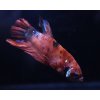 Bojovnice pestrá - Betta splendens Koi samec