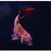 Bojovnice pestrá - Betta splendens Koi samec