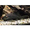 Panak L191 20cm (kluk)- Panaque sp. L191 20cm