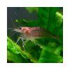 caridina japonica gold