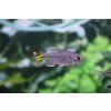 Afrotetra bomanská - Alestopetersius caudalis