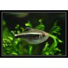 Neonka černá - Hyphessobrycon herbertaxelrodi