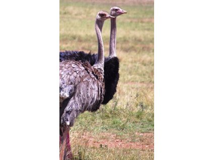 Granovit Ostrich Maintenance 25 kg