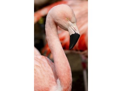 Granovit Flamingo Floating Feed Maintenance 12,5 kg