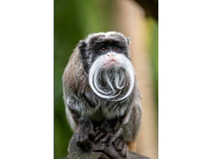 Granovit Callithrichids Extrudate 12,5 kg