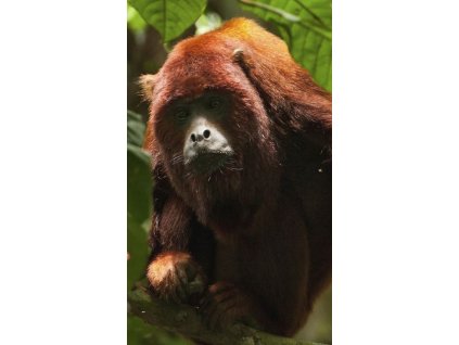 Granovit Leaf Eating Primates 25 kg