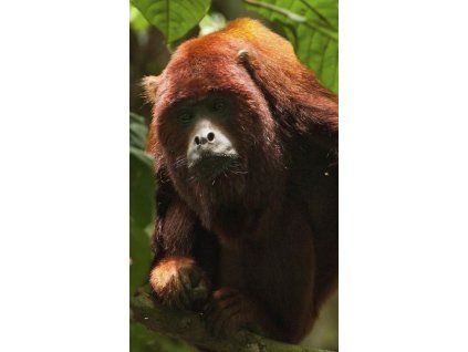 Granovit Leaf Eating Primates Extrudate 6x20 mm 12,5 kg