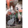 Granovit Flamingo Floating Feed Breeding 12,5 kg