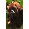 Granovit Leaf Eating Primates Extrudate 6x20 mm 12,5 kg