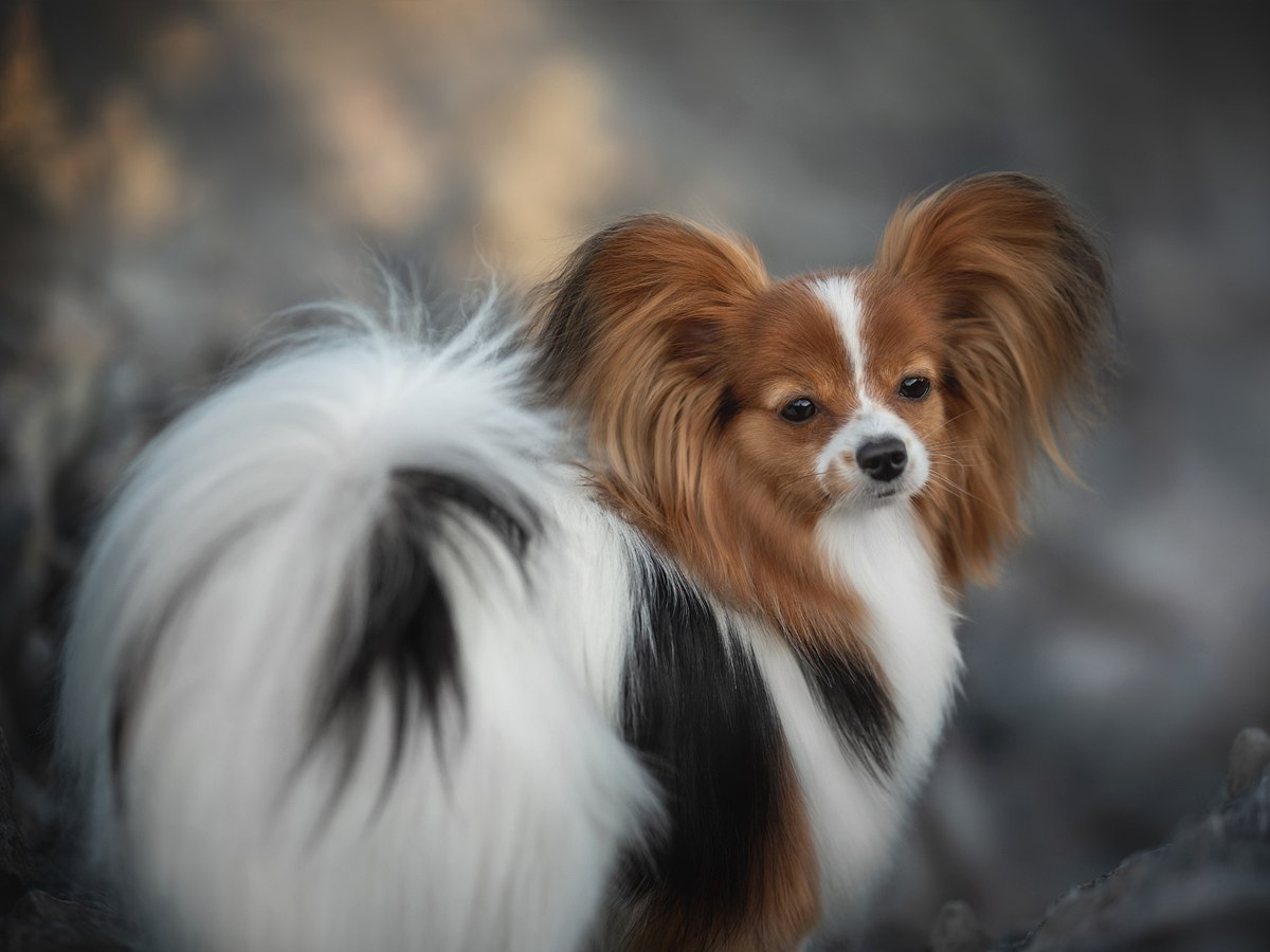 PAPILLON