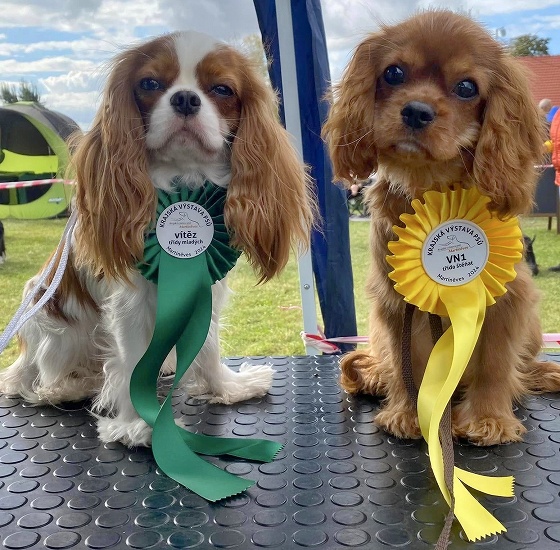 JAKÉ VÝSTAVY LZE ABSOLVOVAT V ČR I ZAHRANIČÍ ?