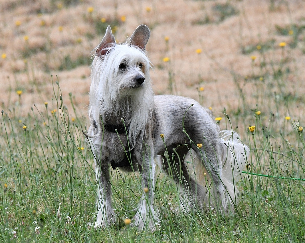 ČÍNSKY CHOCHOLATÝ PES