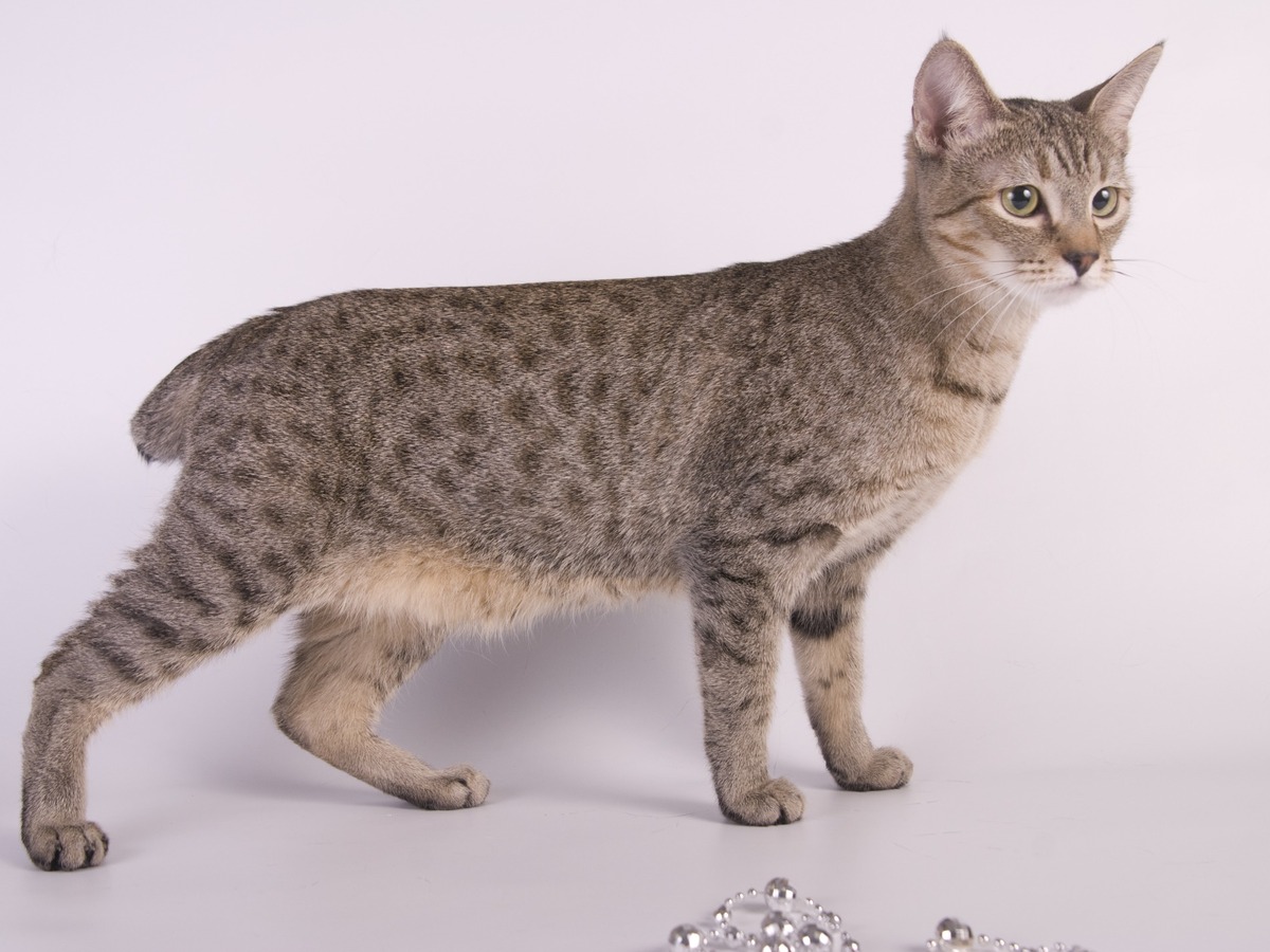 AMERICKÝ BOBTAIL