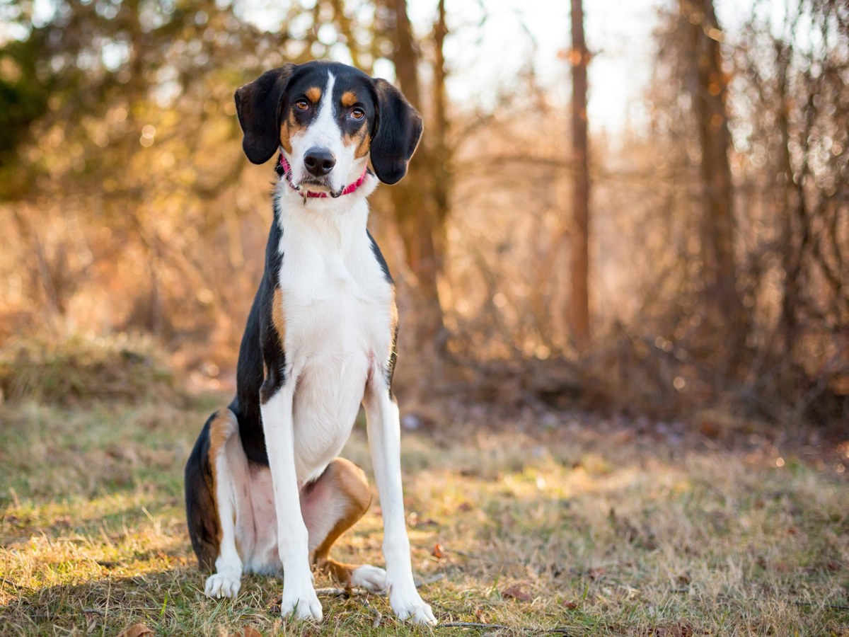 AMERICKÝ FOXHOUND