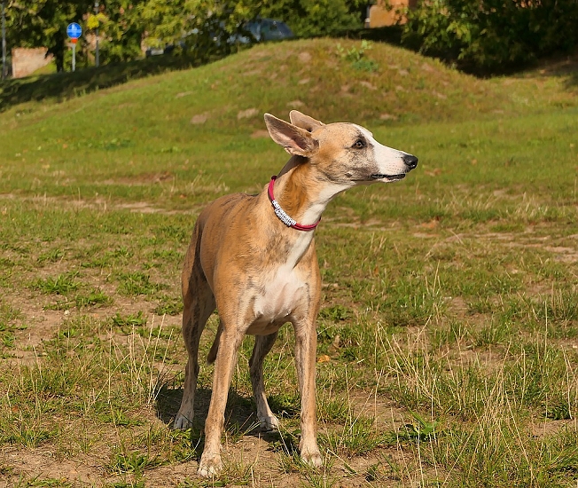 ANGLICKÝ CHRT ( GREYHOUND )