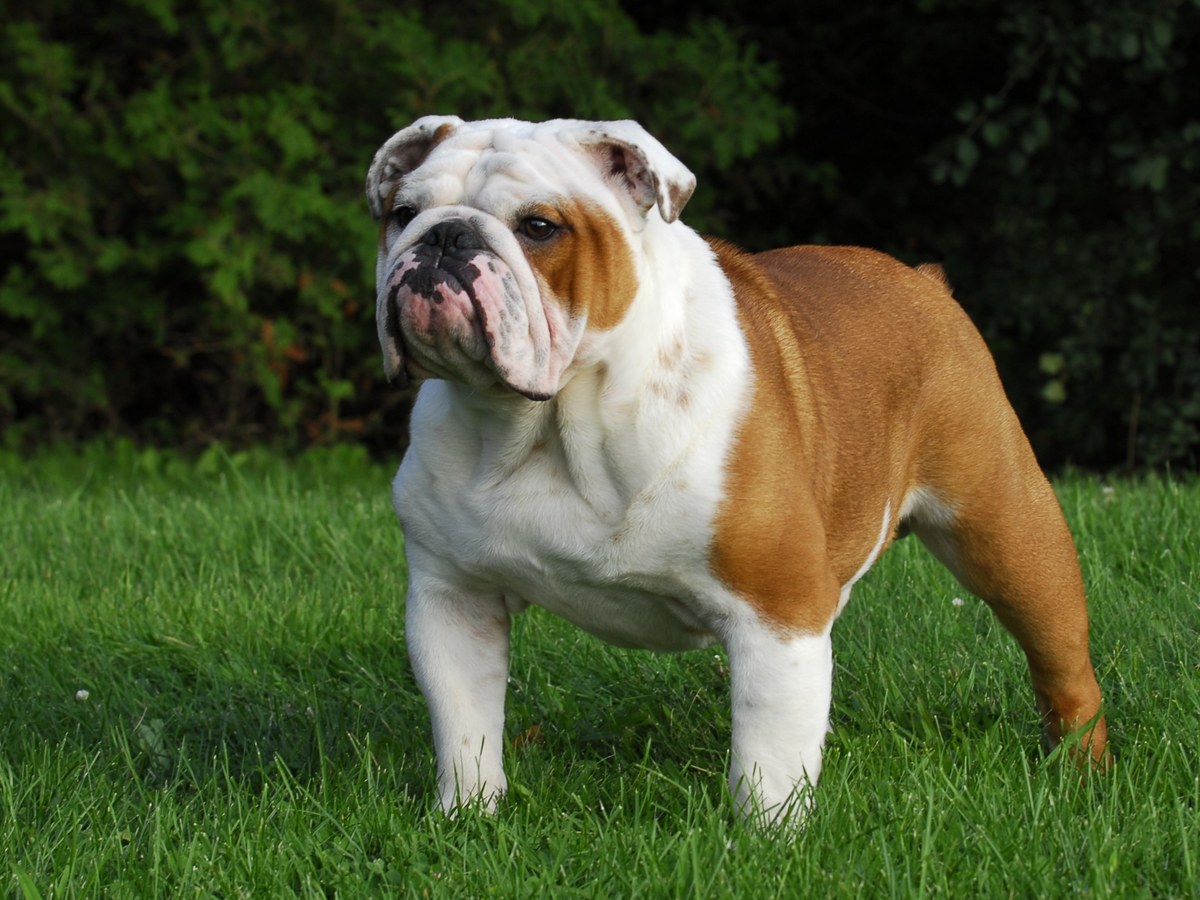 ANGLICKÝ BULDOG