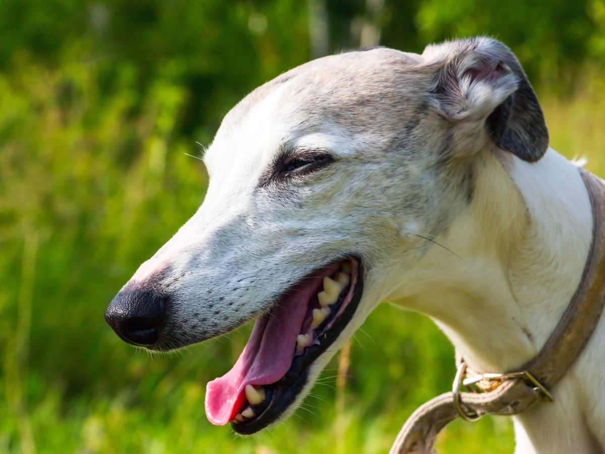 ANGLICKÝ CHRT ( GREYHOUND )